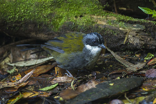 White-browed brush finch